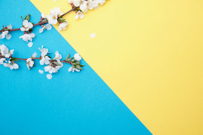 High angle view of blue and white flowers on table