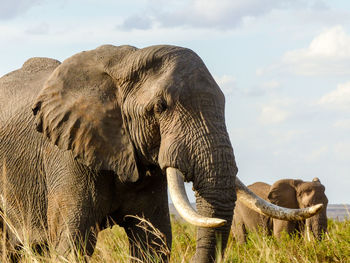 Elephants on field against sky