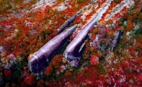 High angle view of trees by sea