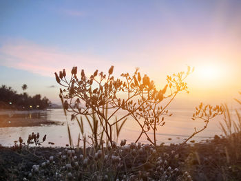 Close-up of plants growing on field against sky during sunset