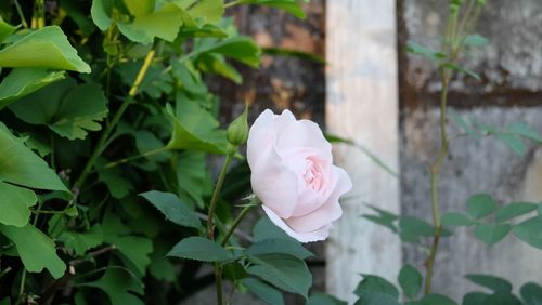 Close-up of pink rose on plant