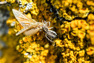 Close-up of insects on yellow flowers