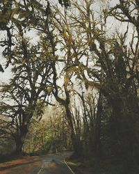 Trees against sky