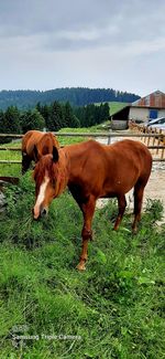 Horses standing in ranch against sky