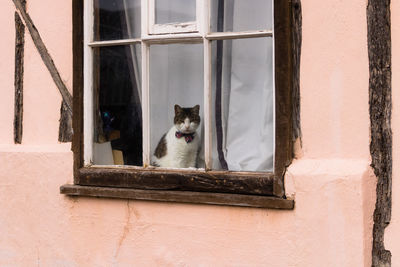 Dapper cat with a union jack bow tie sitting in a medieval cottage window. england, uk.