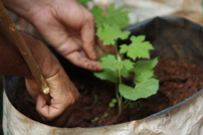 Close-up of person hand on plant