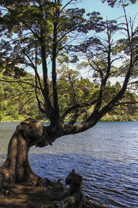 Trees by lake against sky