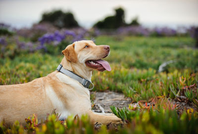 Yellow labrador retriever relaxing on field