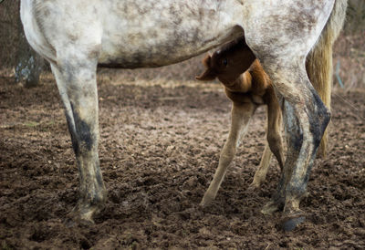 Baby horse sucking his mother