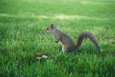 Squirrel on grassy field