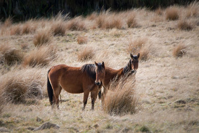 Horses in a field