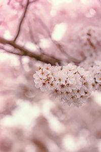 Close-up of cherry blossom tree