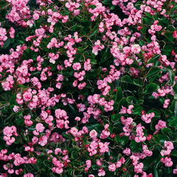 High angle view of pink flowering plants