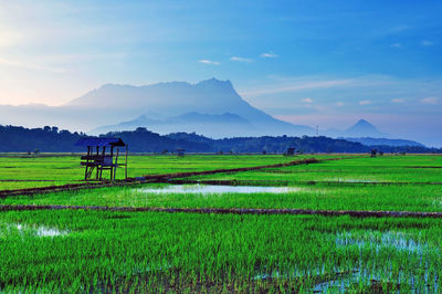 Scenic view of agricultural field against blue sky