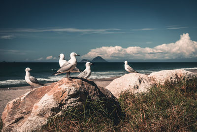 Seagulls perching on rock by sea against sky