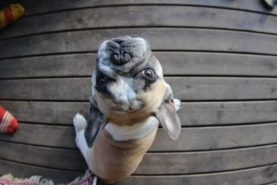 High angle portrait of dog on wood