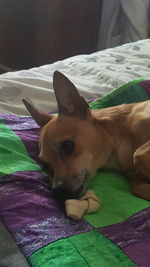 Close-up of dog lying on bed