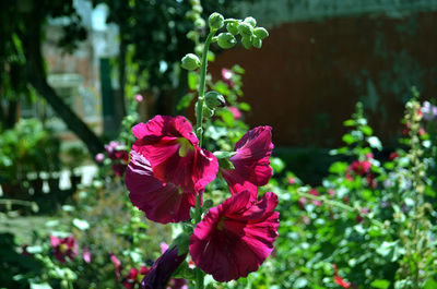 Close-up of pink rose flower