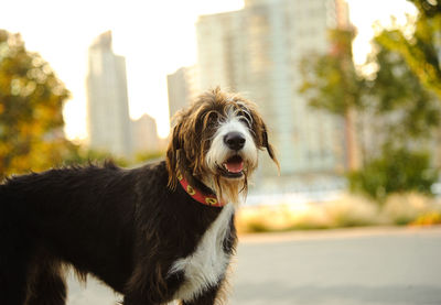 Portrait of dog outdoors