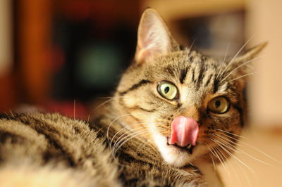 Close-up portrait of cat licking its nose