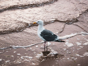 Seagull on oregon beach next to water