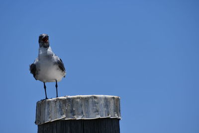 Low angle view of seagull perching on wooden post against clear blue sky