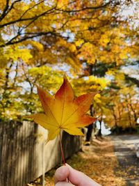 Person holding maple leaves
