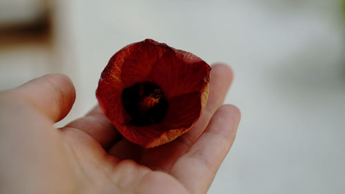 Close-up of hand holding flower