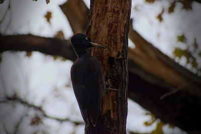 Bird perching on a tree