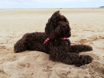 Dog sitting on beach