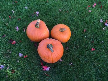 High angle view of pumpkins on field