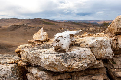 View of animal on rock against sky
