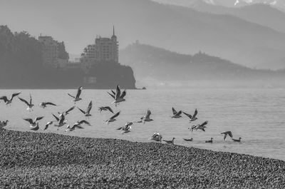 bird