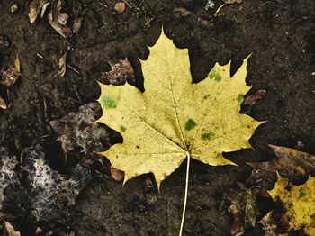 High angle view of maple leaf 