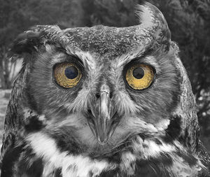 Close-up portrait of owl