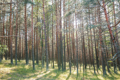 Trees growing in forest