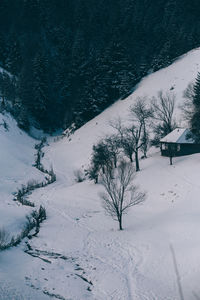 Trees on snow covered landscape
