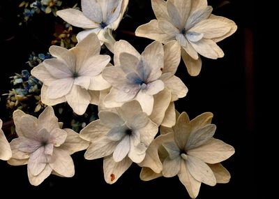 Close-up of flowers blooming outdoors