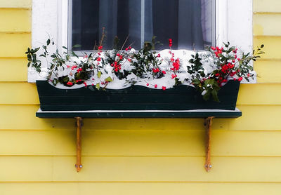 Potted plants in pot