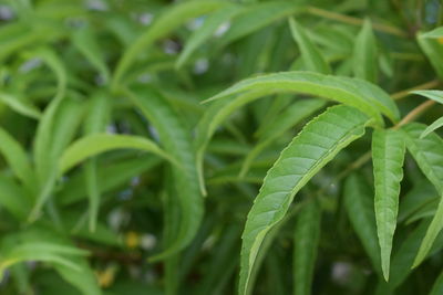 Close-up of fresh green plant