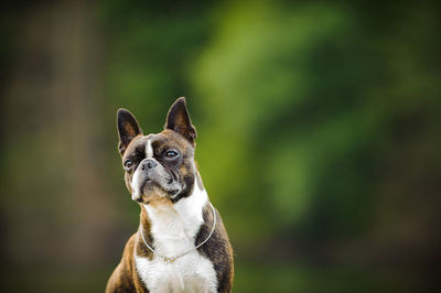 Close-up of boxer dog looking away