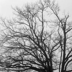 Low angle view of bare trees against clear sky