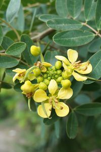 Close-up of fruit growing on tree