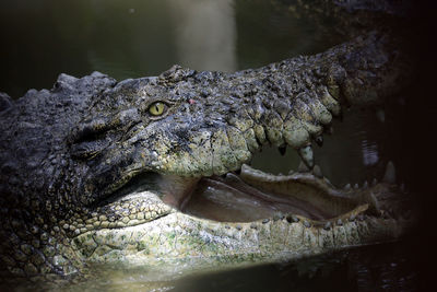 Close-up of crocodile in sea