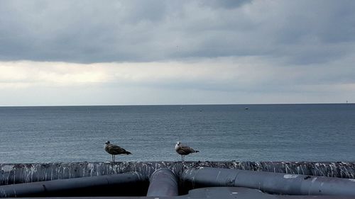 Birds perching on sea against sky