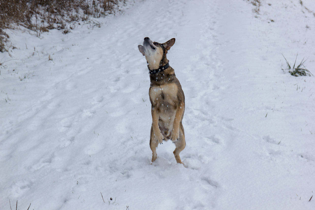 DOG IN SNOW