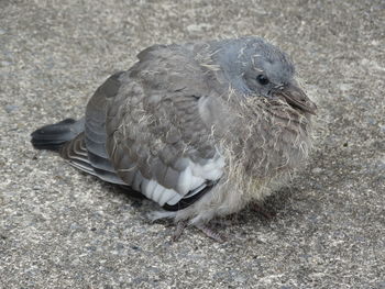 High angle view of pigeon on land