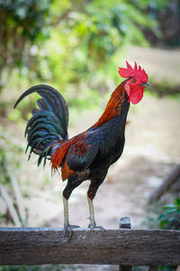 Close-up of rooster on wood