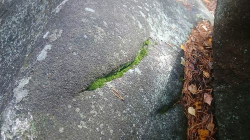 View of tree