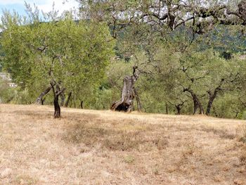 Horse grazing on field